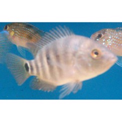 Ciclasoma festae Red Terror